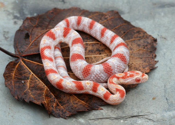 Reverse Okeetee Corn Snake